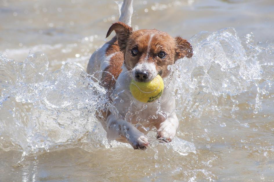 Hond in zee met tennisbal.jpg